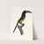 L&#039;Aracari, à cinture [ceinture] rouge, dans son extrême viellesse. by Jacques Barraband