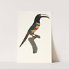 L&#039;Aracari, à double ceinture. by Jacques Barraband