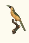 L’Aracari baillon.