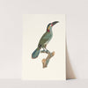 L&#039;Aracari Koulik femelle. by Jacques Barraband