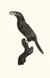 L’Aracari Koulik mÃ¢le du BrÃ©sil.