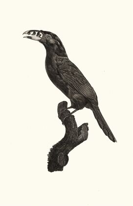 L’Aracari Koulik mÃ¢le du BrÃ©sil.