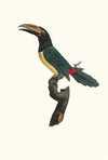 L’Aracari verd mÃ¢le.