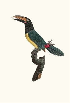 L’Aracari verd mÃ¢le.