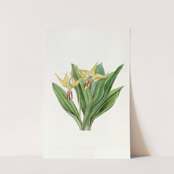 Large American Dog&#039;s-tooth Violet by Sydenham Edwards