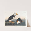 Large-billed puffin by John James Audubon