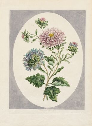 Large Double China Aster (1798)
