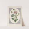 Large Double China Aster (1798) by John Edwards