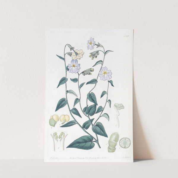 Large-flowered Browallia by Sydenham Edwards