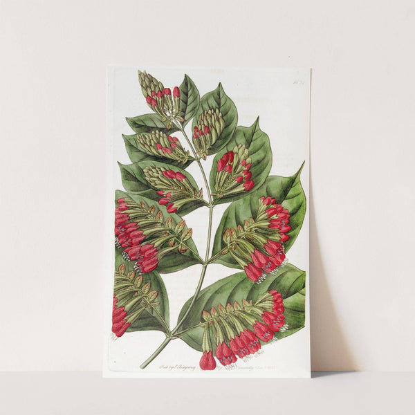 Large-flowered Combretum by Sydenham Edwards