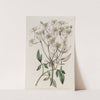 Large-flowered erect Clematis by Sydenham Edwards