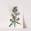 Large-flowered Liatris by Sydenham Edwards