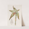 Large-flowered Lycaste by Sydenham Edwards