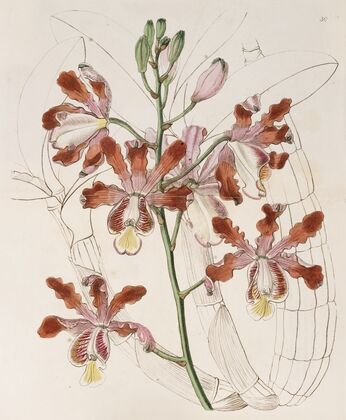 Large-flowered variety of the Trumpet Schomburgkia