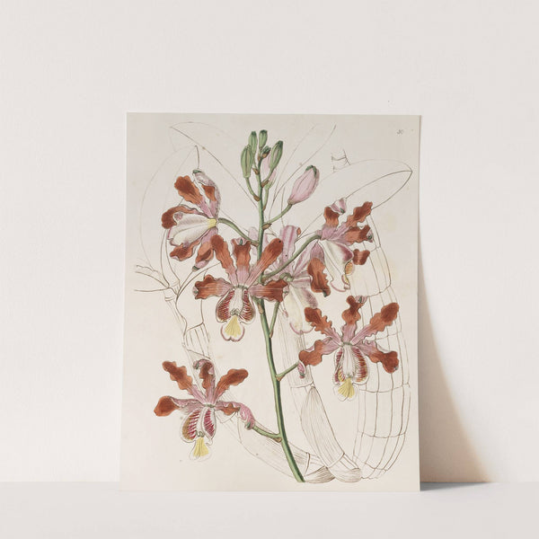 Large-flowered variety of the Trumpet Schomburgkia by Sydenham Edwards