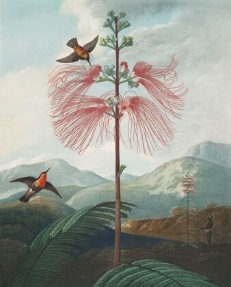 Large flowering sensitive plant