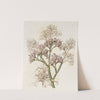 Large-leaved Sea Lavender by Sydenham Edwards