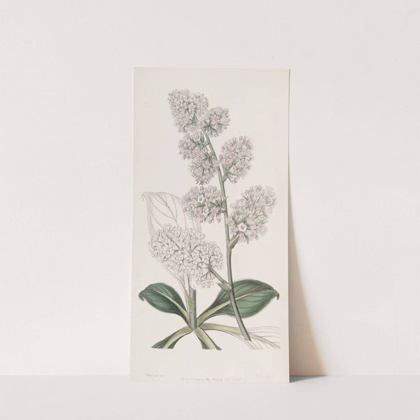 Large Pink Sea Lavender by Sydenham Edwards