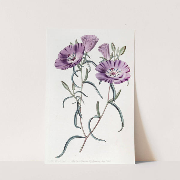 Large Purple Chilian Evening Primrose by Sydenham Edwards