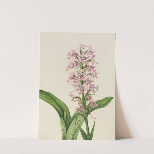 Large Purple Fringe-Orchid (Habenaria grandiflora) (1926) by Mary Vaux Walcott