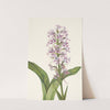 Large Purple Fringe-orchid. Habenaria grandiflora (1925) by Mary Vaux Walcott