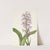 Large Purple Fringe-orchid. Habenaria grandiflora (1925) by Mary Vaux Walcott