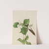 Large White Trillium (Trillium grandiflorum) (1923) by Mary Vaux Walcott