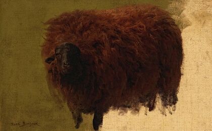 Large Wooly Sheep (Wether)