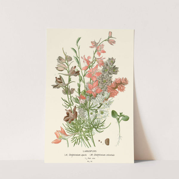 Larkspurs (1896-1897) by Edward Step