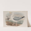 Larus argentatus. Herring-Gull. (1862-1873) by John Gould