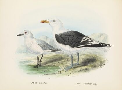 Larus bulleri and Larus dominicanus