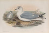 Larus canus. Common Gull. (1862-1873)