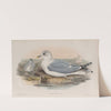 Larus canus. Common Gull. (1862-1873) by John Gould