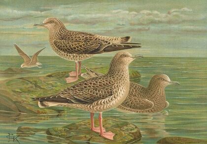 Larus fuscus, Larus marinus, Larus glaucus Brùnn.