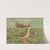 Larus fuscus, Larus marinus, Larus glaucus Brùnn. by Johann Friedrich Naumann
