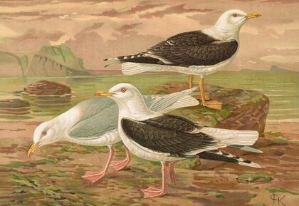 Larus fuscus, Larus marinus, Larus glaucus Brunn