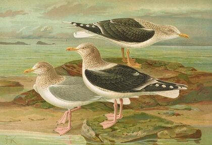 Larus fuscus, Larus marinus, Larus glaucus Brunn.