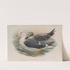 Larus fuscus. Lesser Black-backed Gull. (1862-1873) by John Gould