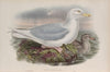 Larus glaucus. Glaucous Gull. (1862-1873)