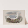 Larus glaucus. Glaucous Gull. (1862-1873) by John Gould