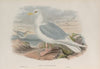 Larus islandicus. Iceland Gull. (1862-1873)