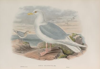 Larus islandicus. Iceland Gull. (1862-1873)