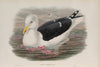 Larus marinus. Great Black-backed Gull. (1862-1873)