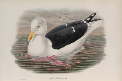 Larus marinus. Great Black-backed Gull. (1862-1873)