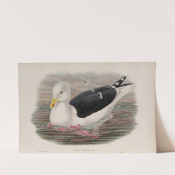 Larus marinus. Great Black-backed Gull. (1862-1873) by John Gould