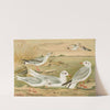Larus minutus Pall, Larus ridibundus, Larus melanocephalus Natt, Larus Philadelphia Ord by Johann Friedrich Naumann