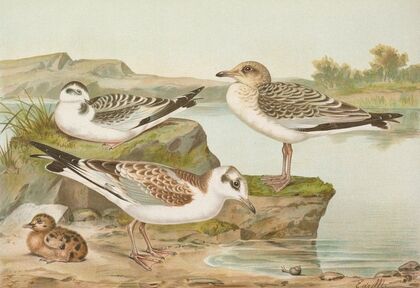 Larus minutus Pall, Larus ridibundus,Larus melanocephalus
