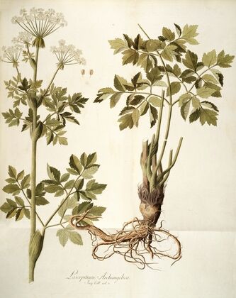 Laserpitium archangelica