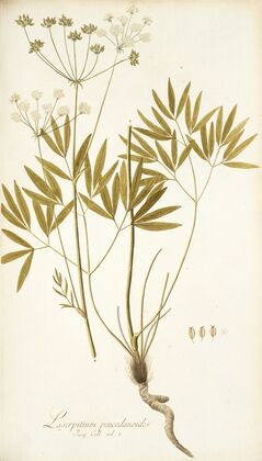 Laserpitium peucedanoides