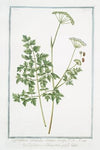 Laserpitium Selinoides semine crispo – Laserpizio, e Libanotide – Le Laser. (Laserwort)
